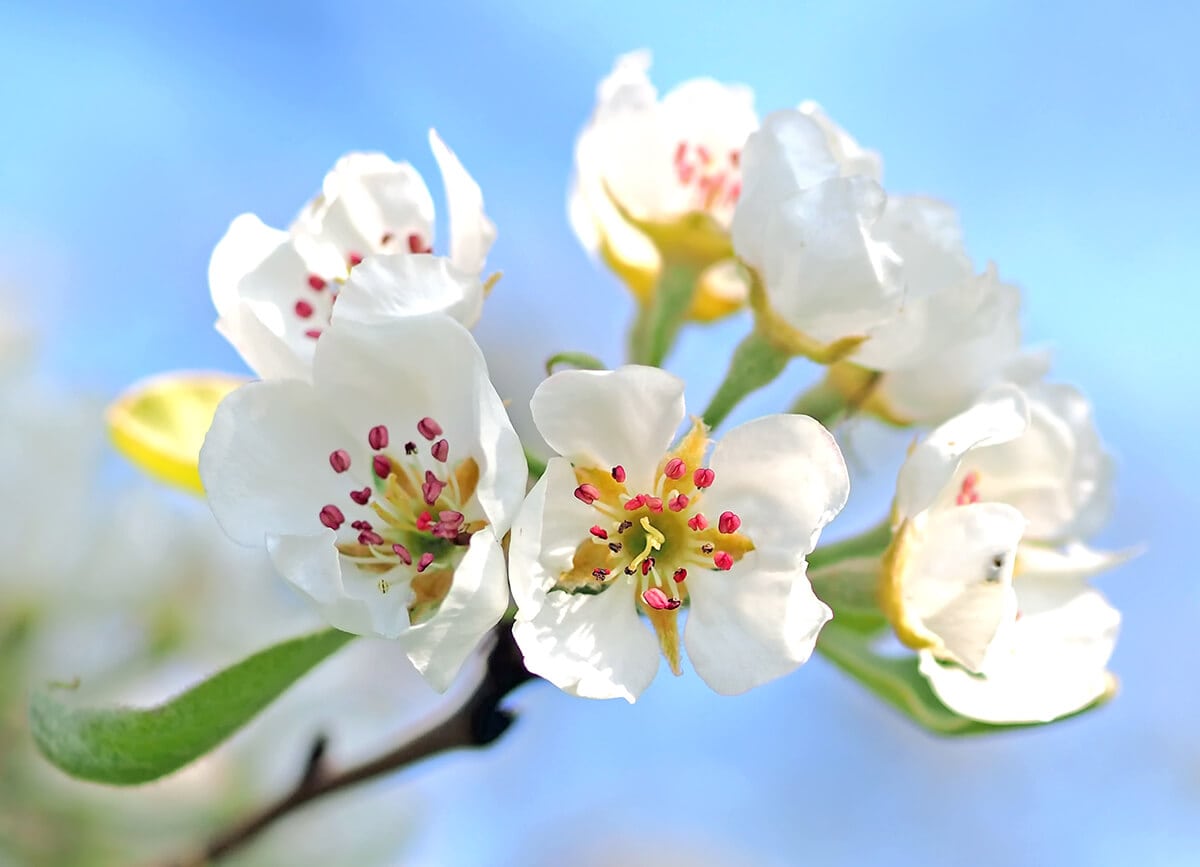 flower blossom nature flora plant macro photography 1038494