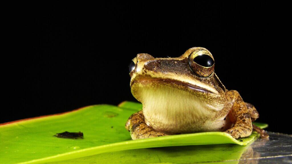 macro frog toad amphibian fauna tree frog 1019803 pxhere.com