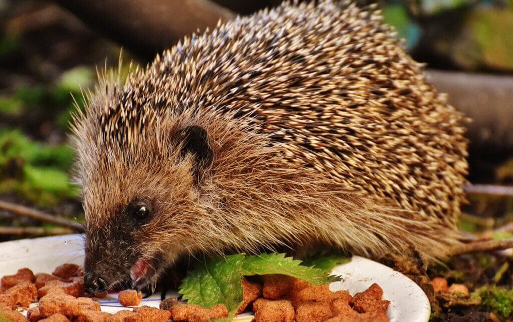nature prickly animal cute wildlife meal 372687 pxhere.com