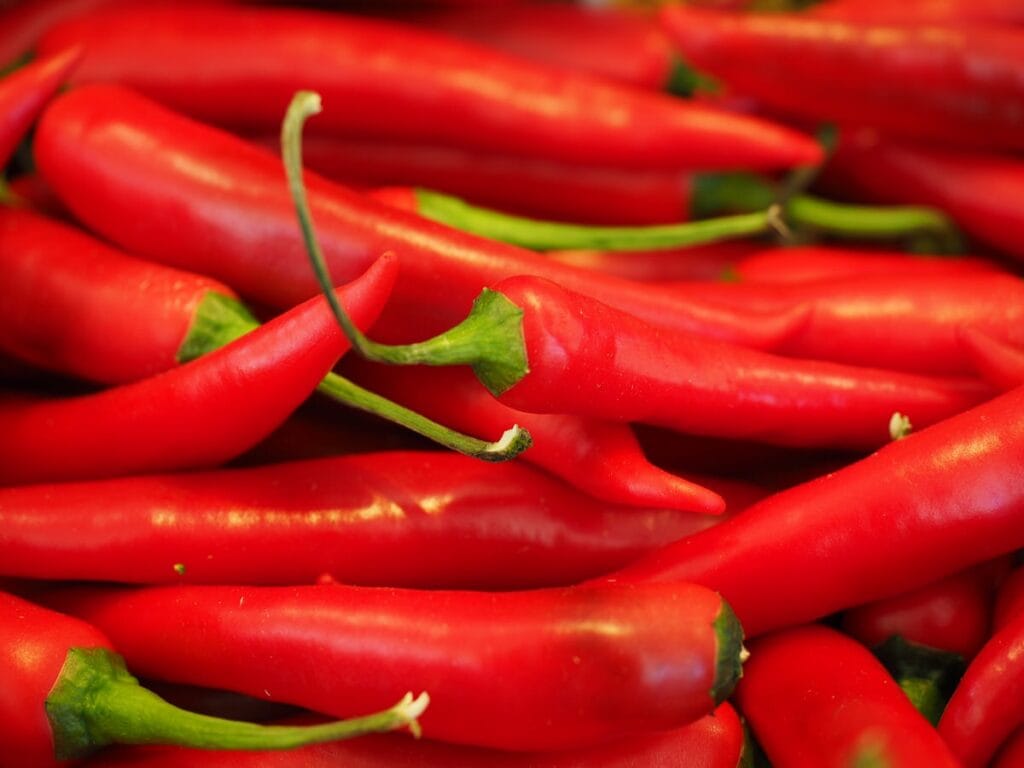 sharp plant food pepper spice chili 925510 pxherecom